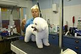 BICHON FRISE - TOILETTAGE 002